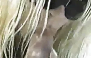 XXX माँ और न्यू नेपाली सेक्सी मूवी बेटा