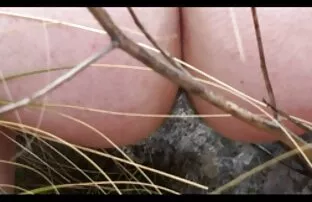 XXX बिग लड़की बिल्ली में फिट नहीं भोजपुरी हिंदी सेक्सी मूवी है